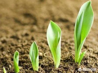 投资有机肥生产线的前景如何？ 第3张